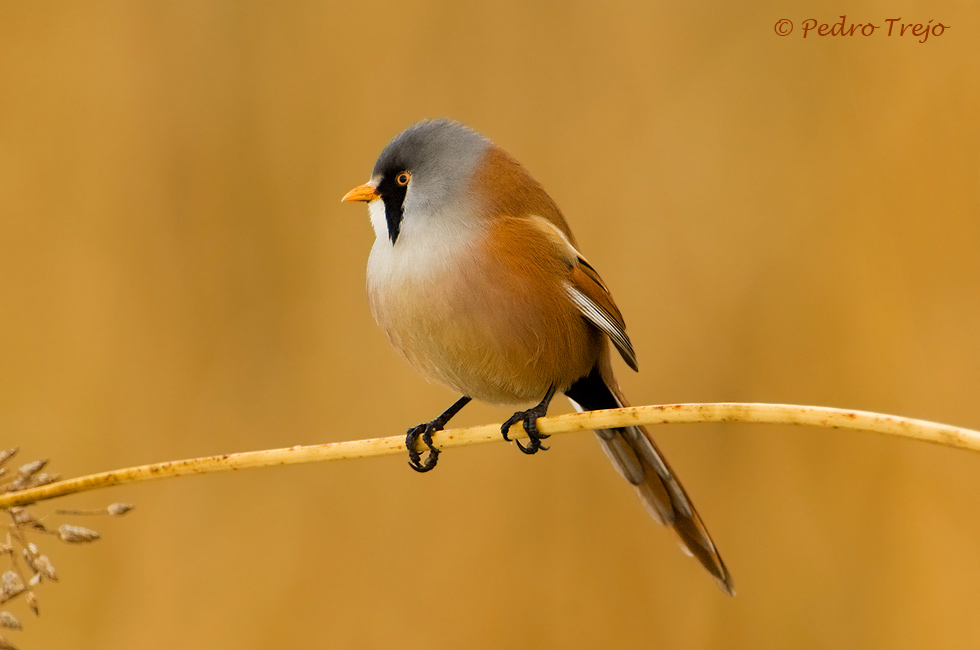 Bigotudo (Panurus biarmicus)